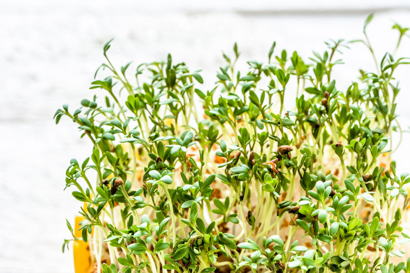 Sprouts Sprouts
